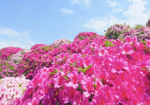 佐賀牛 うなぎ 海鮮3つの贅沢味覚を味わう♪ つつじ 藤 しゃくなげ3つの春花絵巻 in 佐賀・小郡3